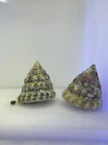 Tectus Fenestratus snail