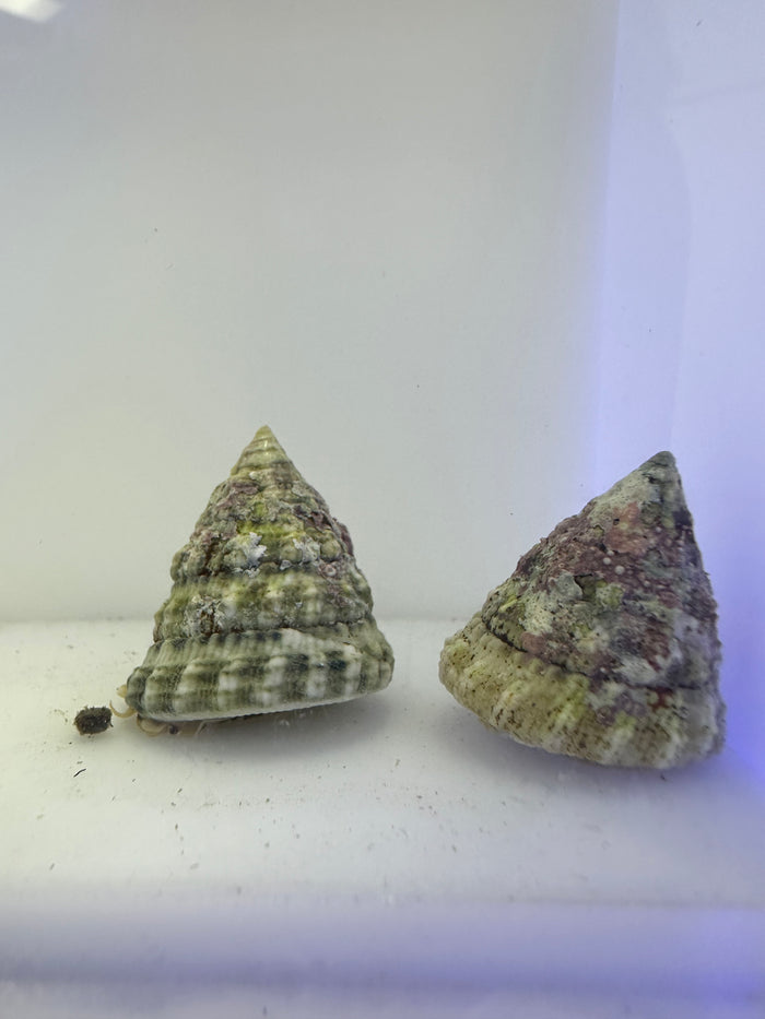 Tectus Fenestratus snail