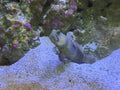 Watchman Goby (Cryptocentrus cinctus) captive bred