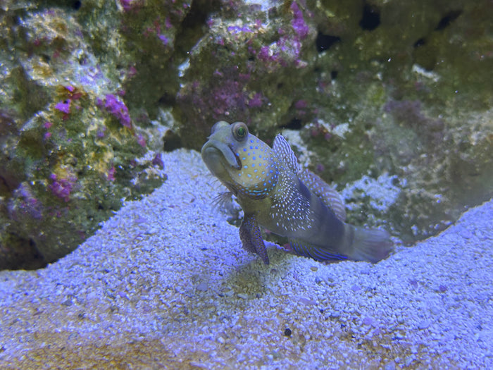 Watchman Goby (Cryptocentrus cinctus) captive bred