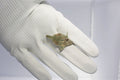 Aiptasia Eating Filefish (Acreichthys tomentosus)7/21(pre-order)