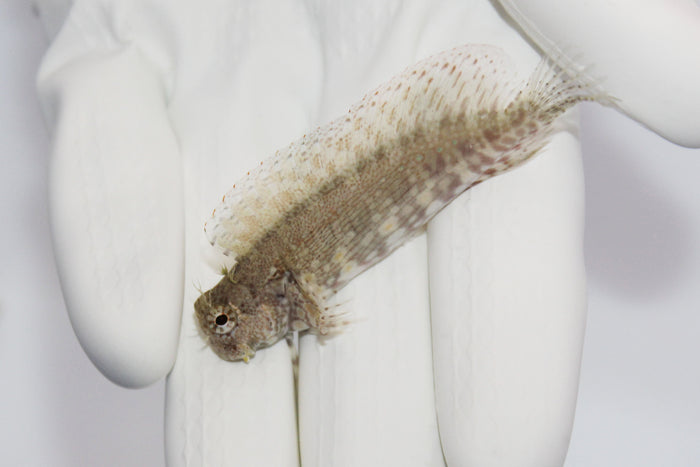 Lawnmower Blenny (Salarias fasciatus) grazing algae on live rock

Quarantined Lawnmower Blenny for sale at TSM Aquatics

Reef-safe algae-eating jewel blenny in saltwater aquarium

Jewelled blenny displaying bright spots and active grazing behavior