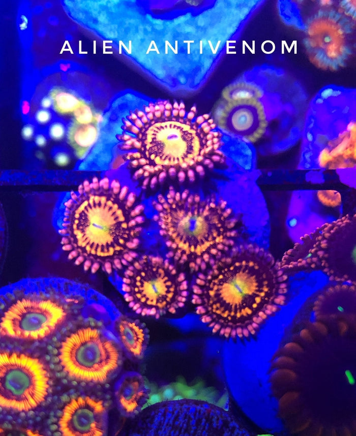 Alien Antivenom (Designer)