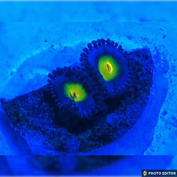 AOI Zoanthid coral frag electric blue rim yellow center

Designer AOI zoa frag bright yellow center vivid blue outer ring

AOI zoanthid polyp close up color detail

AOI zoanthid mid level placement vivid pattern

Electric blue and yellow AOI coral for reef aquariums