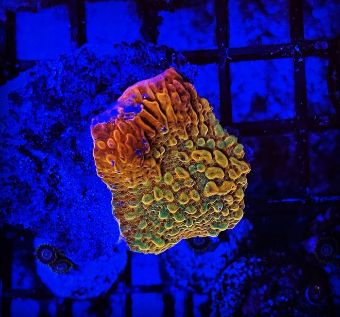 ASD Dragon Rider Montipora