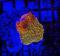 ASD Dragon Rider Montipora