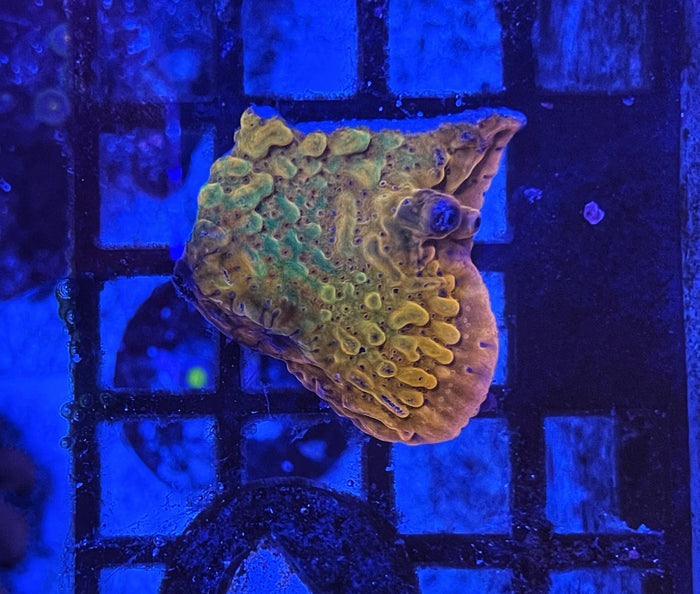 ASD Dragon Rider Montipora