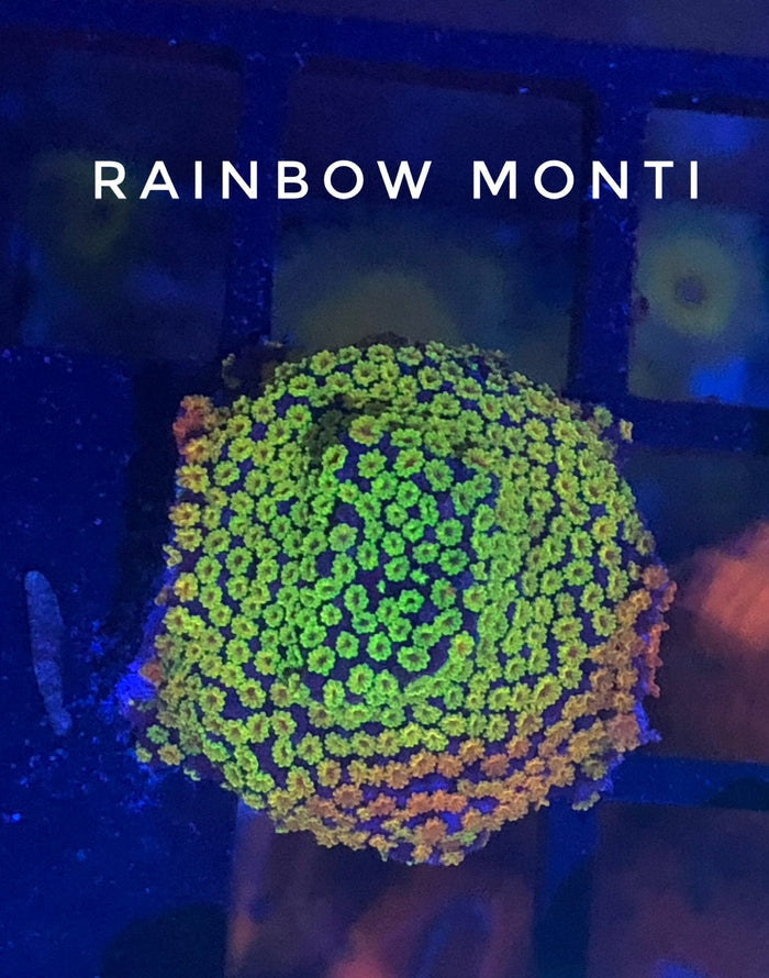 Atomic Sunrise Montipora