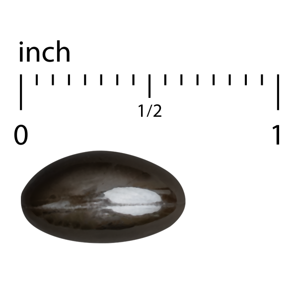 Bacteril™ Extra Strength
