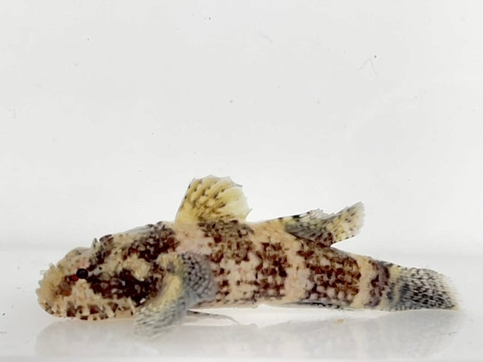 Banded Flap Head Goby(Callagobius hasselti)