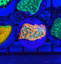 Beach Bum Montipora