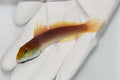 Bella Goby Valencienna bella sifting sand

Sand-sifting Bella Goby in reef aquarium

Close up of Bella Goby striking markings

Bella Goby among live rock and sand

Healthy Bella Goby from TSM Aquatics