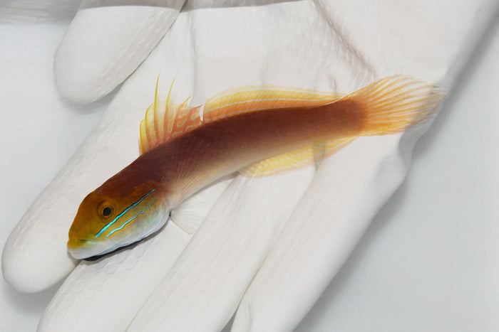 Bella Goby Valencienna bella sifting sand

Sand-sifting Bella Goby in reef aquarium

Close up of Bella Goby striking markings

Bella Goby among live rock and sand

Healthy Bella Goby from TSM Aquatics