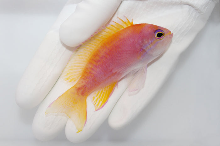 Bimaculatus Anthias(Pseudanthias bimaculatus)