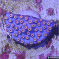 Bizarro Cyphastrea