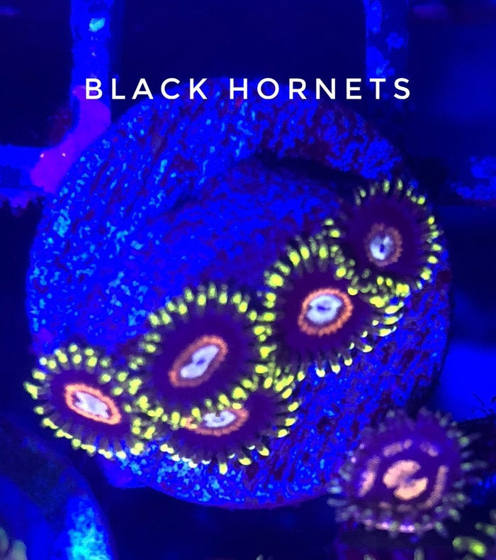 Black Hornets