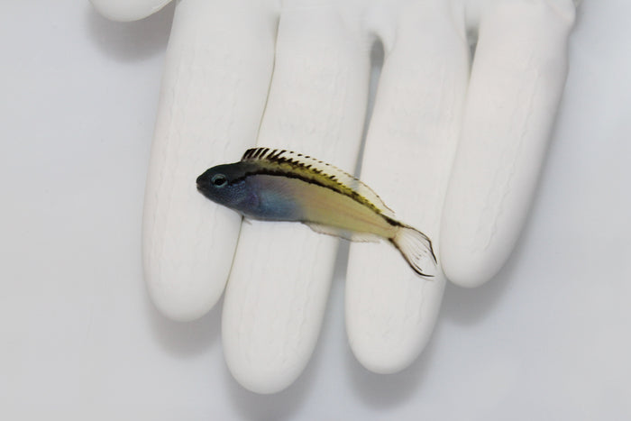 Blackline Blenny (Meiacanthus nigrolineatus)