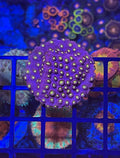 Bling Bling Cyphastrea