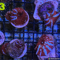 Blood Lust Mushroom / Jersey Devil