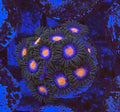 Blow Pops (Large Frag 8-10 Polyps)