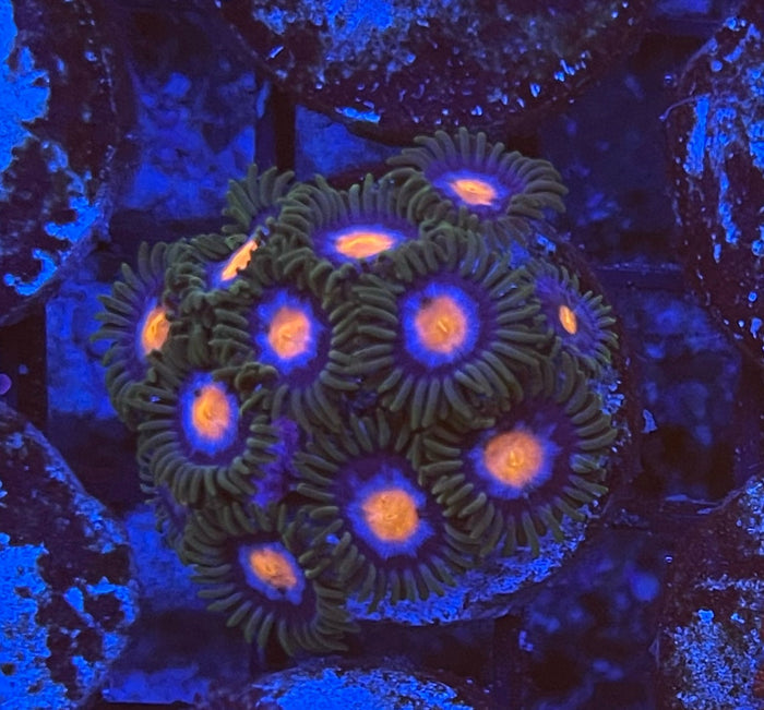 Blow Pops (Large Frag 8-10 Polyps)