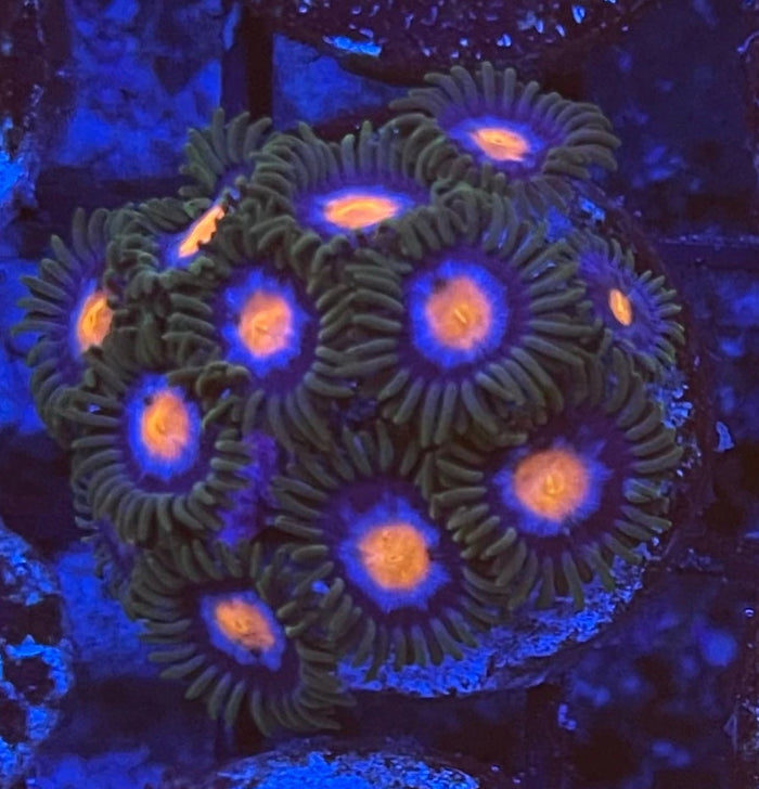 Blow Pops (XL 20+ Polyps)