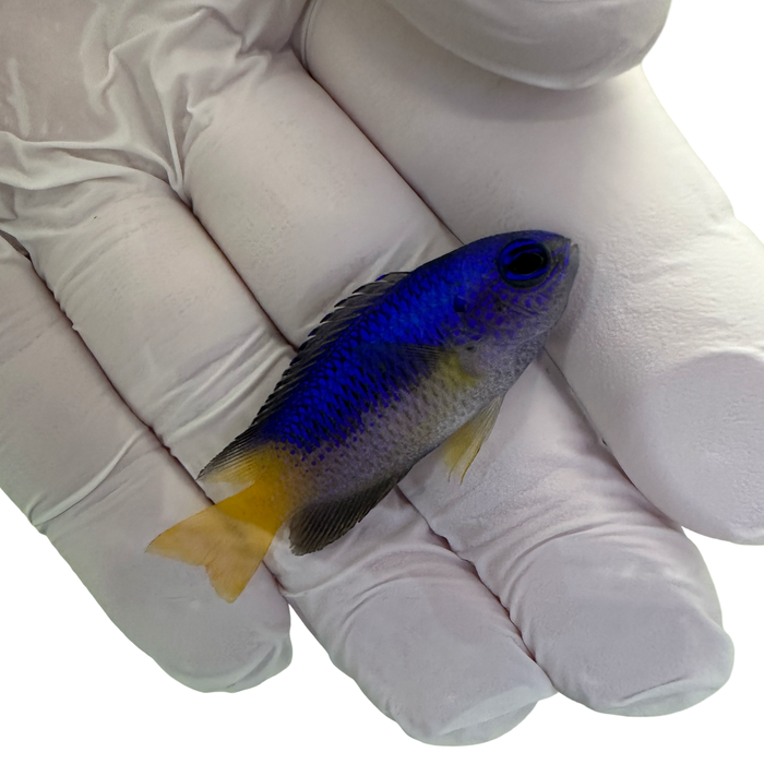 Blue and Gold Damsel (POMACENTRUS COELESTIS)