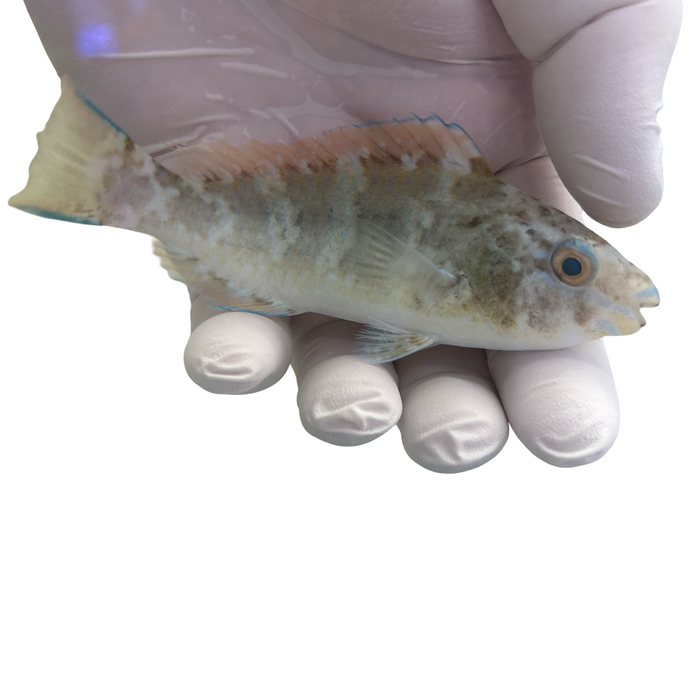 Blue Barred Parrotfish (scarus ghobban)WYSIWYG