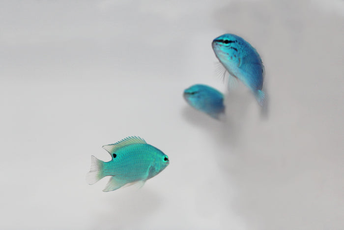 Blue Damsel (Chrysiptera cyanea)