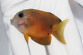 Blue-Eyed Kole Tang (Ctenochaetus binotatus) grazing algae on live rock

Quarantined Blue-Eyed Kole Tang for sale from TSM Aquatics

Reef-safe herbivore tang with blue eyes in saltwater aquarium

Healthy algae-eating Kole Tang swimming in reef tank