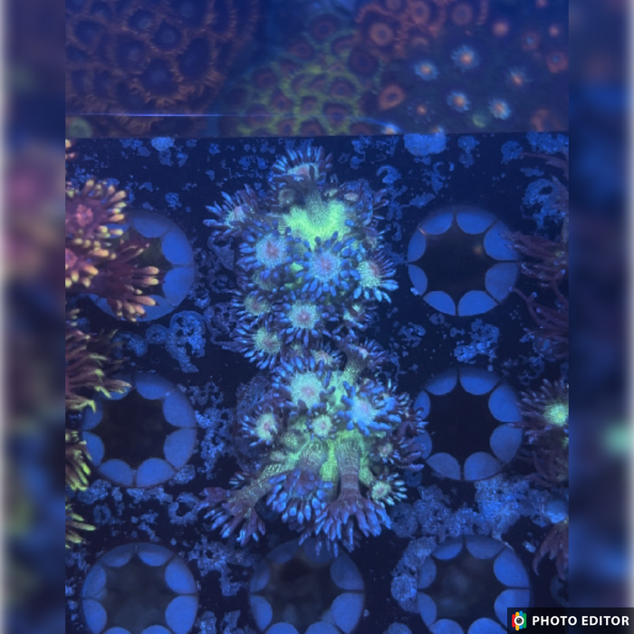 Blue Glitter Goniopora
