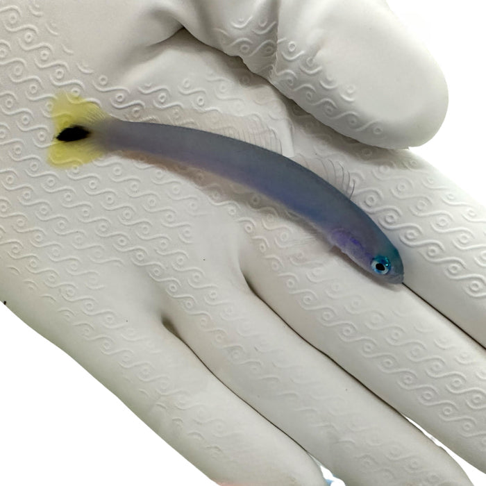 Blue Gudgeon Goby(Ptereleotris Heteroptera)