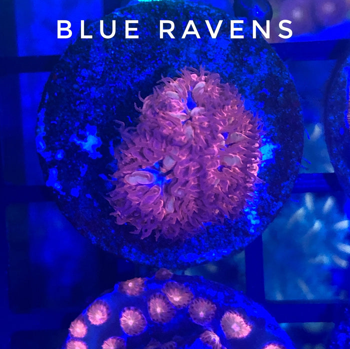 Blue Ravens Blasto (3-5 Heads)