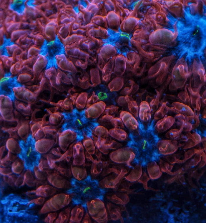 Blue Ravens Blasto (3-5 Heads)