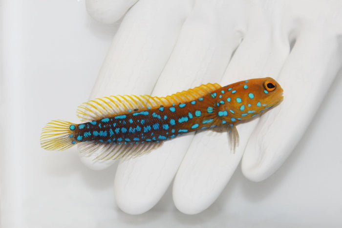 Blue Spot Jawfish (Opistognathus rosenblatti)9/4(pre-order)
