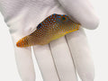 Blue spotted puffer(canthigaster papuan)