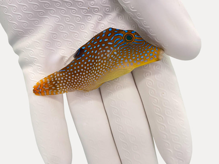 Blue spotted puffer(canthigaster papuan)