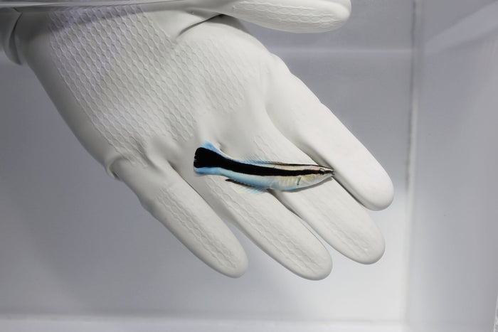 Blue Streak Cleaner Wrasse (Labroides dimidiatus)