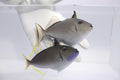 Blue Throat Triggerfish Xanthichthys auromarginatus male with blue cheek and yellow-edged fins

Gilded Triggerfish with gray spotted body coral reef backdrop

Male Blue Throat Trigger in aquarium, blue throat visible

Bluechin Triggerfish colorful reef fish close‑up

Indo‑Pacific Gilded Triggerfish with yellow fin margins