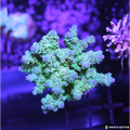 Blue tip tenuis acro