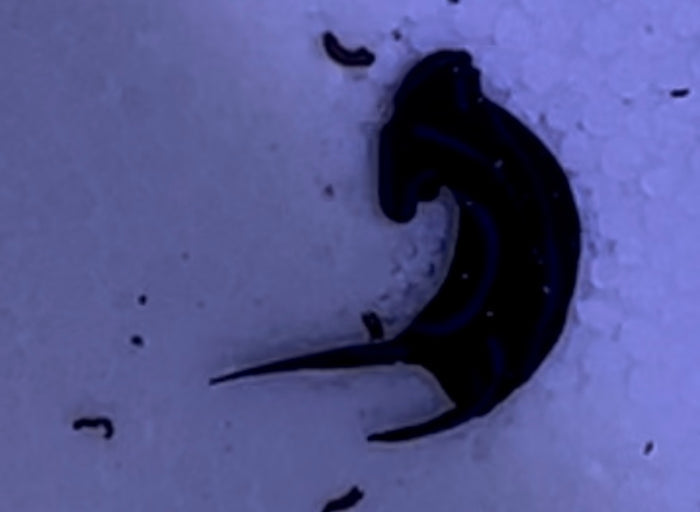 Blue velvet Nudibranchs