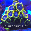 Blueberry Pie Zoanthid frag with vibrant blue polyps

Aquacultured Blueberry Pie zoa coral for reef tank

Pest-free Blueberry Zoanthid coral frag for sale

Live coral Blueberry Pie zoa from TSM Aquatics