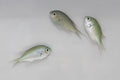 Blue/Green Chromis (Chromis viridis)8/20(Pre-Order)