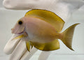 Bristletooth Orange Stripe Tang (Ctenochaetus ofstriatus) grazing algae in reef tank

Quarantined Orange Stripe Tang for sale from TSM Aquatics

Reef-safe algae-eating tang with orange lateral stripe

Healthy marine bristletooth tang swimming in saltwater aquarium