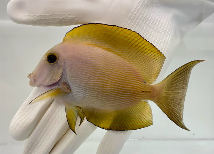 Bristletooth Orange Stripe Tang (Ctenochaetus ofstriatus) grazing algae in reef tank

Quarantined Orange Stripe Tang for sale from TSM Aquatics

Reef-safe algae-eating tang with orange lateral stripe

Healthy marine bristletooth tang swimming in saltwater aquarium