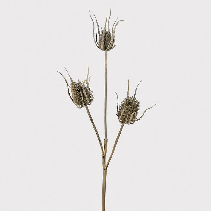 Dried plant stem with thistle-like seed heads on a light gray background