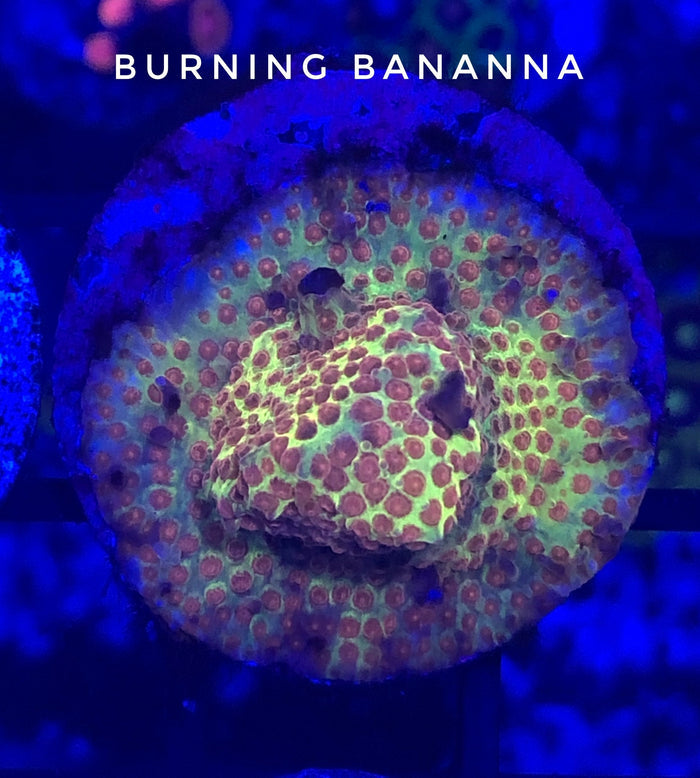 Burning Banana Stylophora