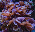 Cabbage Leather