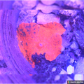Candy Crush Mushroom Quarter Size