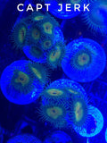 Capt' Jerk (Large Frag 8-10 Polyps)